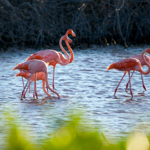 El Mangrove share tour