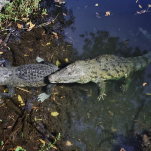 Tour nocturno privado